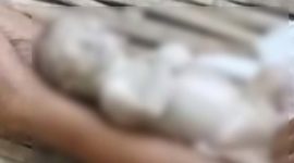 Ket: Gambar jasad bayi 